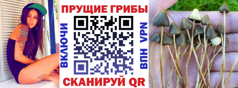 Псилоцибиновые грибы Magic Shrooms  Купить  Аркадак 